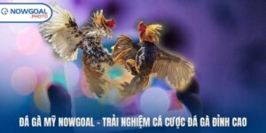 Đá gà Mỹ Nowgoal
