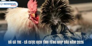 Đá gà tre